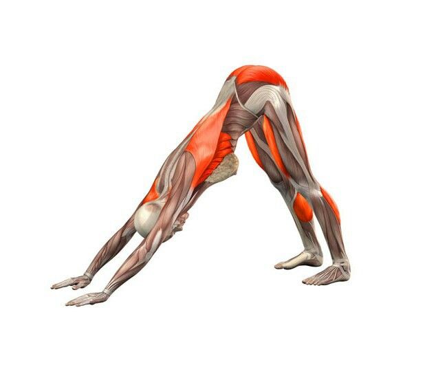 2e6b92f66e506b212be85d610c0e2a97--anatomi-yoga-pose-yoga