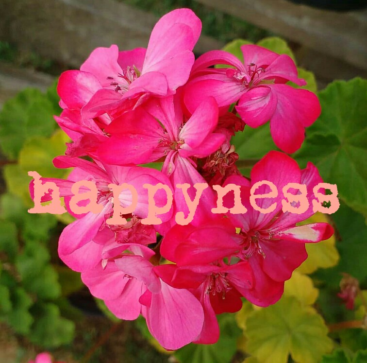 Photo_20190620_180121_1