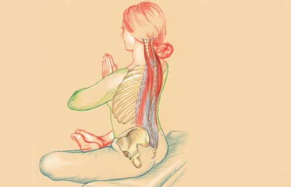 anatomia-yoga