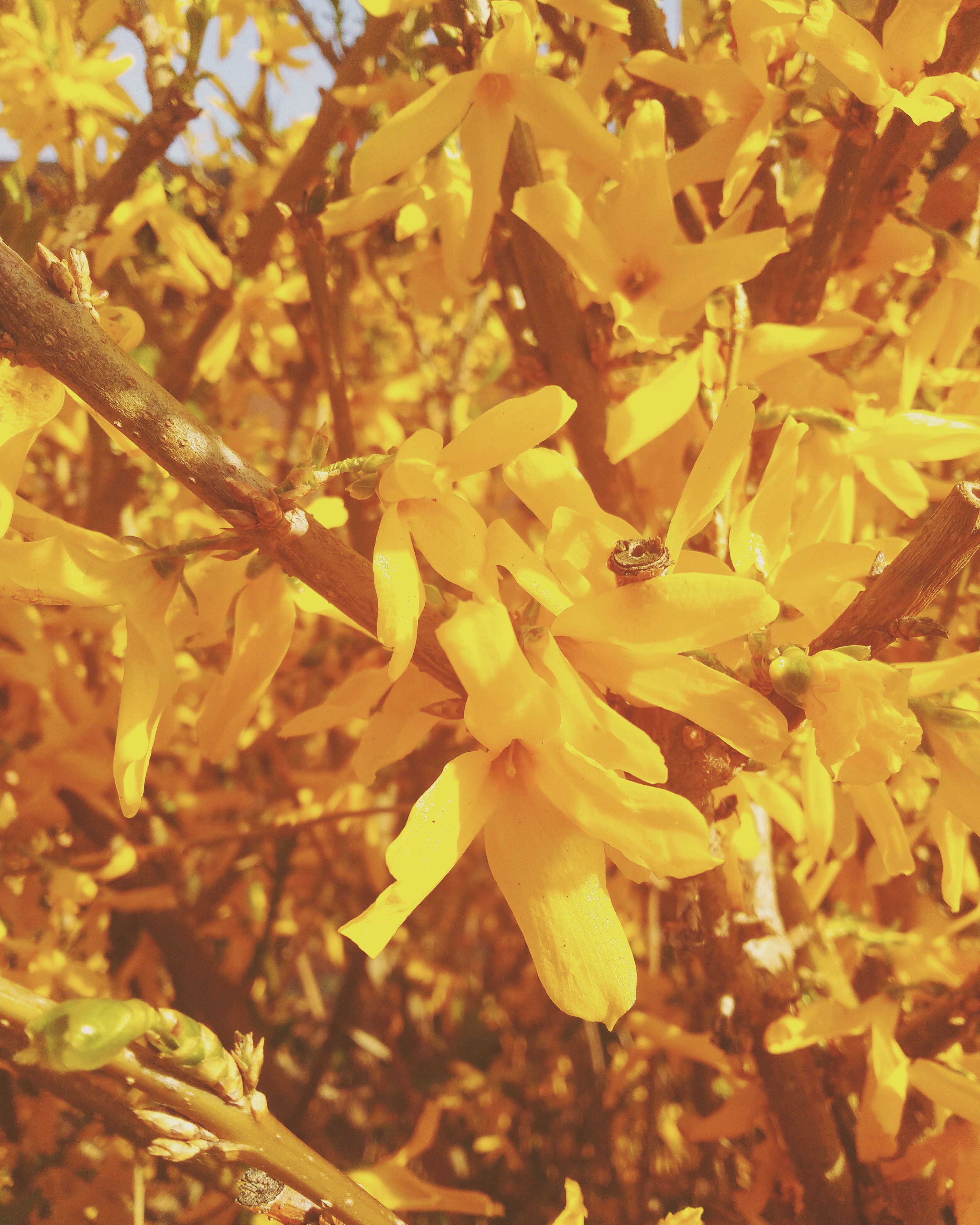 IMG_20200329_111018_475